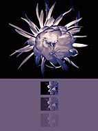 Night Blooming Cereus by Vallarie Enriquez